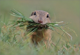 <p>SYSEL OBECNÝ (Spermophilus citellus) 8/2016 /European ground squirrel - Europäischer Ziesel/</p>